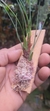 Imagem do Maxillaria subulata