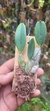 Dendrobium agregatum (P)