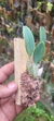 Dendrobium agregatum (P) - loja online