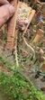 Dichaea cogniauxiana - Orquidário Aparecida