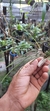 Imagem do Octomeria palmirabilae