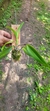 Cattleya forbesii x Laelia sincorana - loja online