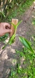 Cattleya forbesii x Laelia sincorana - comprar online