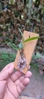 Maxillaria cerifera - Orquidário Aparecida
