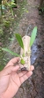Bulbophyllum saltatorium na internet