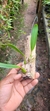 Bulbophyllum saltatorium - comprar online