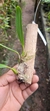 Bulbophyllum saltatorium - Orquidário Aparecida