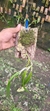 Imagem do Epidendrum parkinsonianum Lacre 128250
