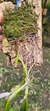 Epidendrum parkinsonianum Lacre 128250 - Orquidário Aparecida