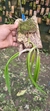 Epidendrum parkinsonianum Lacre 128250 na internet