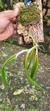 Epidendrum parkinsonianum Lacre 128250