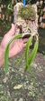 Epidendrum parkinsonianum Lacre 128250 - comprar online