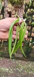 Epidendrum parkinsonianum Lacre 128250 - comprar online