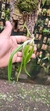 Epidendrum parkinsonianum Lacre 128250 na internet