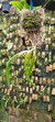 Epidendrum parkinsonianum Lacre 128250 - loja online