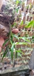 Dendrobium Hercoglossum - Orquidário Aparecida