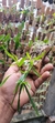 Dendrobium Hercoglossum - comprar online