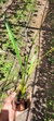 Coelogyne graminifolia - loja online