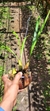 Coelogyne graminifolia - comprar online