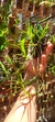 Dichaea australis Lacre 116990 na internet