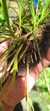 Dichaea australis Lacre 116990 - Orquidário Aparecida
