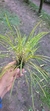 Imagem do Octomeria linearifolia Lacre 5364