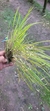 Octomeria linearifolia Lacre 5364 - comprar online