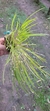 Octomeria linearifolia Lacre 5364 - Orquidário Aparecida