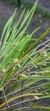 Octomeria linearifolia Lacre 5364