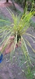 Octomeria linearifolia Lacre 5364 - loja online