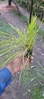 Octomeria linearifolia Lacre 5364 - Orquidário Aparecida