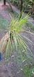 Octomeria linearifolia Lacre 5364 na internet