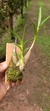 Epidendrum campestre na internet