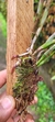 Cattleya kerrii na internet