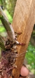 Cattleya kerrii - Orquidário Aparecida