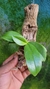 Phalaenopsis belina alba - comprar online