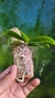 Imagem do Phalaenopsis belina alba