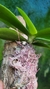 Phalaenopsis belina alba - Orquidário Aparecida