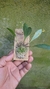 Imagem do Acianthera fusca variedade amarela