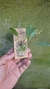 Acianthera fusca variedade amarela - Orquidário Aparecida