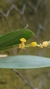 Acianthera fusca variedade amarela