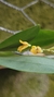 Acianthera fusca variedade amarela na internet