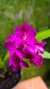 Spathoglottis "Orquídea-grapete" - comprar online