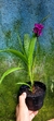 Spathoglottis "Orquídea-grapete" - comprar online