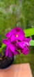 Spathoglottis "Orquídea-grapete" - Orquidário Aparecida