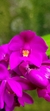 Spathoglottis "Orquídea-grapete" na internet