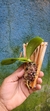 Phalaenopsis violacea - loja online