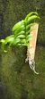 Dendrobium anosmum variedade gigante Tipo na internet