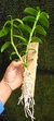 Dendrobium anosmum variedade gigante Tipo