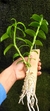 Imagem do Dendrobium anosmum variedade gigante Tipo